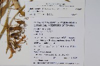 大本山梗菜藏品圖，第2張