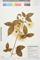 銹毛鐵線蓮藏品圖，第1張