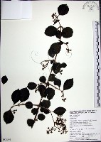 腺果藤、刺藤藏品圖，第1張