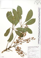 鵝掌蘗藏品圖，第1張