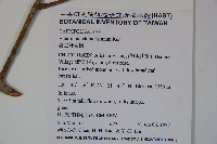 珊瑚樹藏品圖，第2張