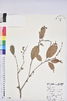 後大埔石櫟、煙斗石櫟藏品圖，第1張