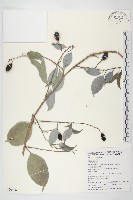 亨利氏伊立基藤藏品圖，第1張