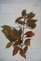 呂宋莢迷藏品圖，第1張