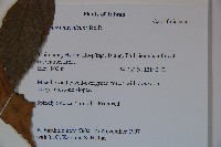 呂宋莢迷藏品圖，第2張