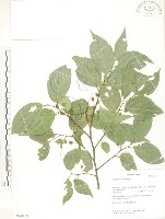 石朴藏品圖，第1張