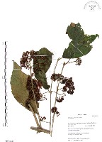 杜虹花，台灣紫珠藏品圖，第1張