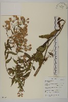 臺灣馬蘭藏品圖，第1張