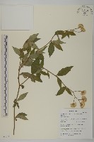 大頭艾納香藏品圖，第1張