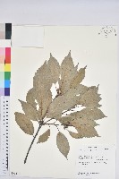 青剛櫟、鐵椆藏品圖，第1張