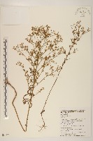 加拿大蓬藏品圖，第1張