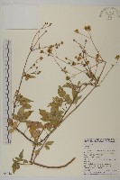 白花鬼針藏品圖，第1張