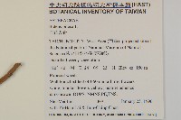 白花鬼針藏品圖，第2張