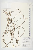 卵葉菜欒藤藏品圖，第1張