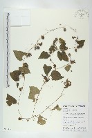 黑果馬交兒藏品圖，第1張