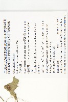 黑果馬交兒藏品圖，第2張