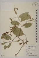 南華南蛇藤，青江藤藏品圖，第1張