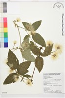 銹毛鐵線蓮藏品圖，第1張