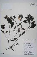 馬藍藏品圖，第1張