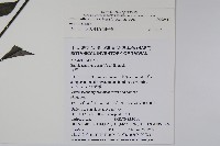 馬藍藏品圖，第2張