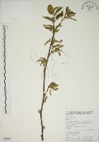 小桑樹藏品圖，第1張
