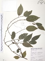 風藤藏品圖，第1張