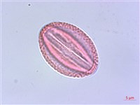 臺灣清風藤藏品圖，第1張