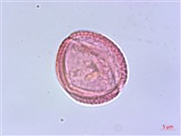 臺灣清風藤藏品圖，第2張