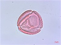 臺灣清風藤藏品圖，第3張