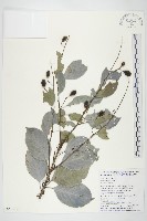 亨利氏伊立基藤藏品圖，第1張