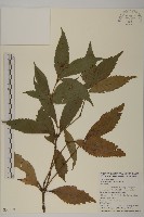 草珊瑚、紅果金粟蘭藏品圖，第1張