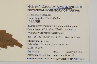 草珊瑚、紅果金粟蘭藏品圖，第2張