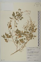 登錄號:S050524藏品圖，第1張