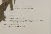 登錄號:S050527藏品圖，第2張