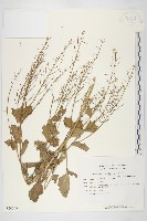 歐洲山芥藏品圖，第1張