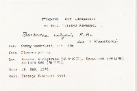 歐洲山芥藏品圖，第2張