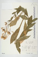 登錄號:S050539藏品圖，第1張