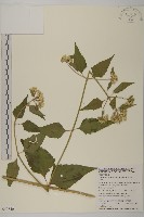 香澤蘭、飛機草藏品圖，第1張