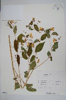 登錄號:S050543藏品圖，第1張