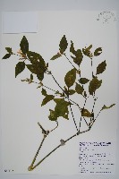 六角英, 槍刀菜藏品圖，第1張