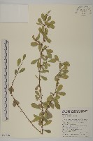 北仲, 刺裸實藏品圖，第1張