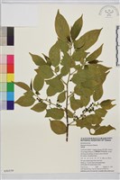 桶鉤藤藏品圖，第1張