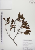 高氏桑寄生藏品圖，第1張