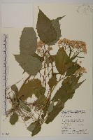 臺灣山白蘭藏品圖，第1張