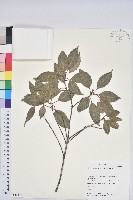 錐果櫟藏品圖，第1張