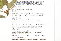 蔓黃菀藏品圖，第2張