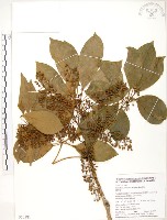 鵝掌蘗藏品圖，第1張