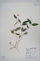 針刺草藏品圖，第1張