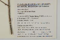 福建賽衛矛、福建假衛矛藏品圖，第2張