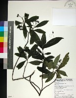 薄葉玉心花藏品圖，第1張
